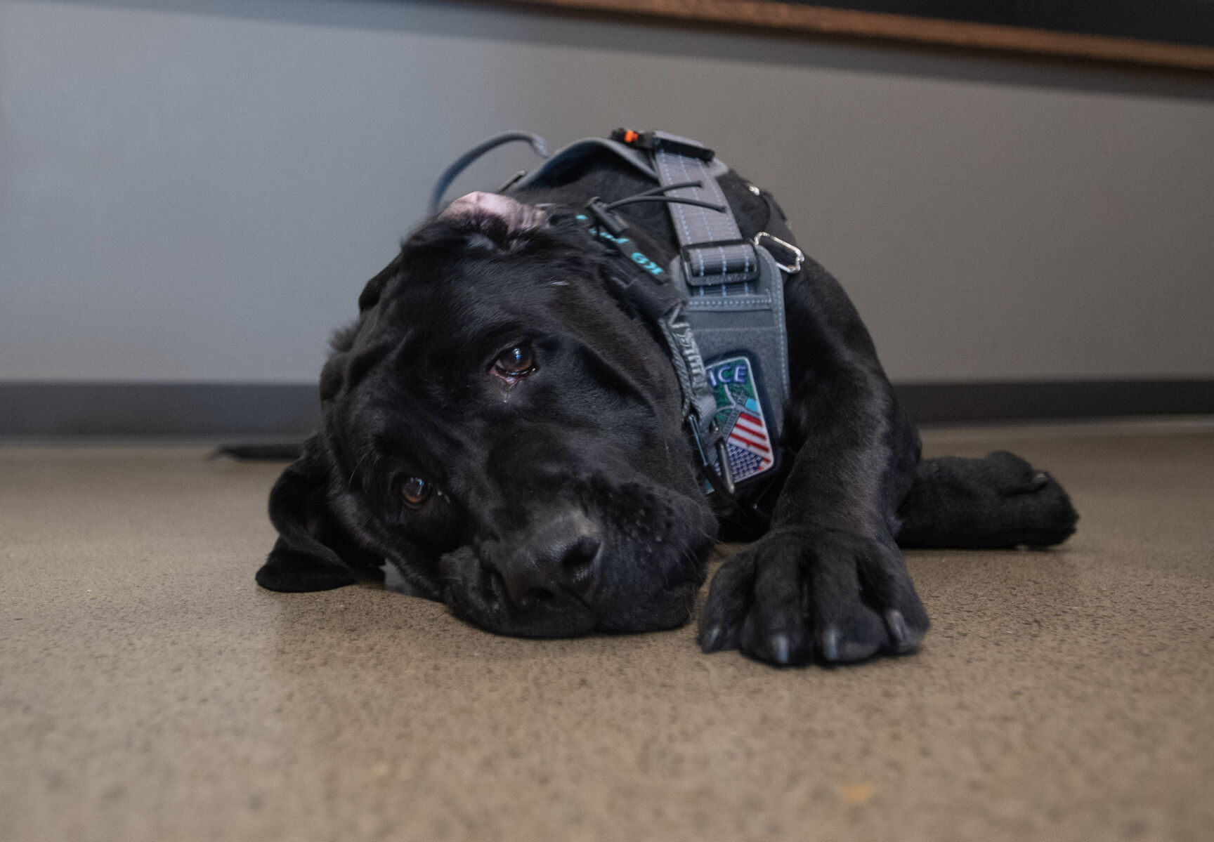 APD dog 05